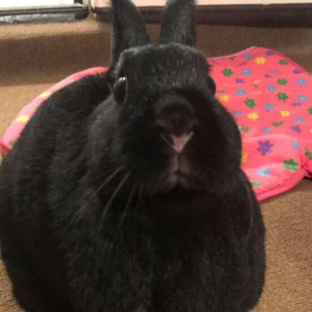 Meet your Posher, Vga